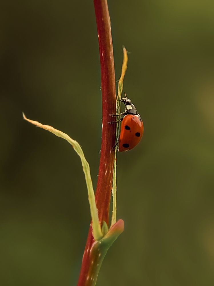Photograph by Валерия Дорогова