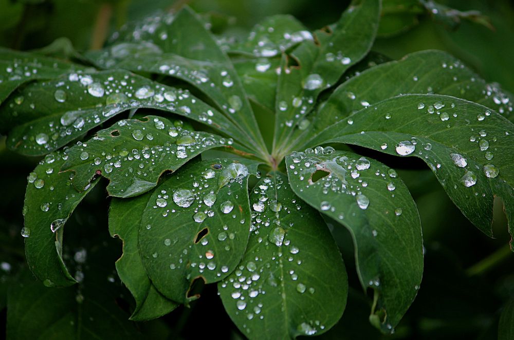 Photograph by Зоя Быкова