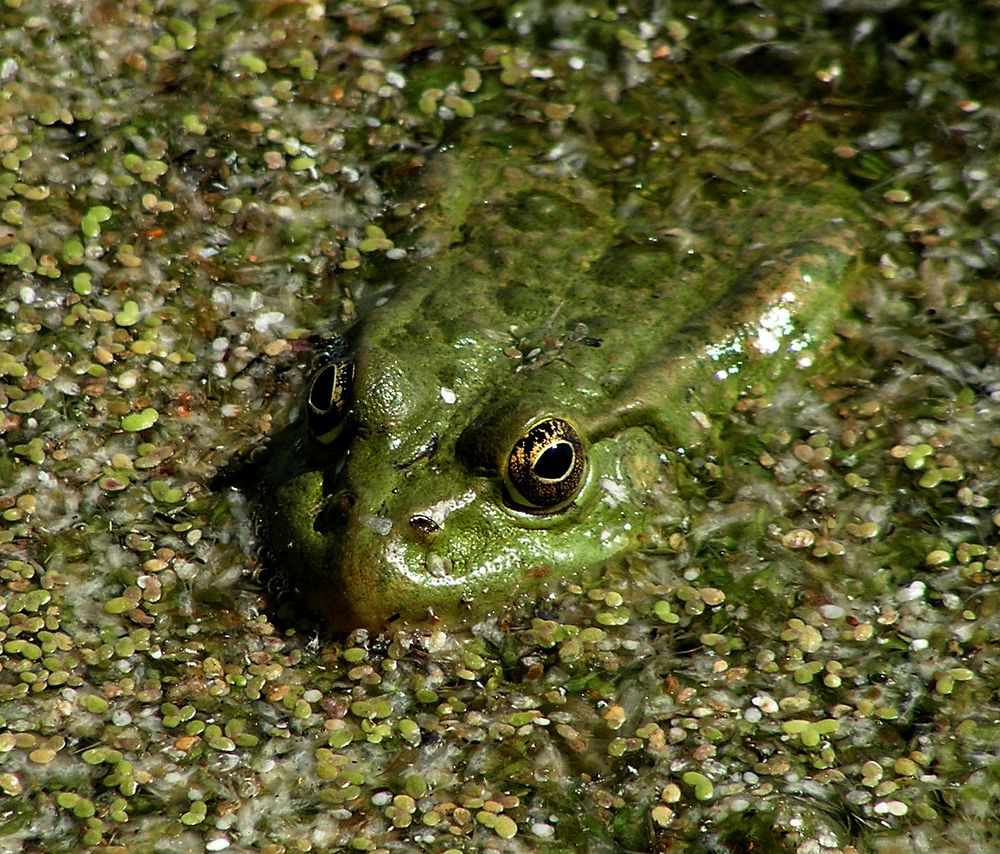 Photograph by Зоя Быкова