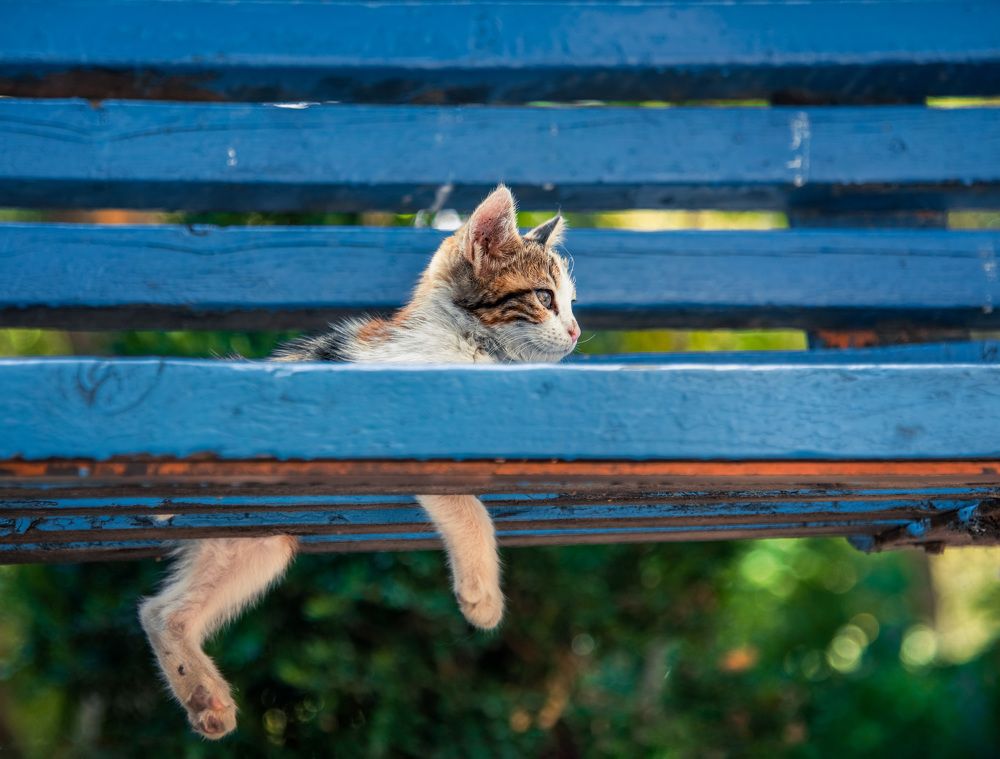 Фотография автора Mohammad Mohseni