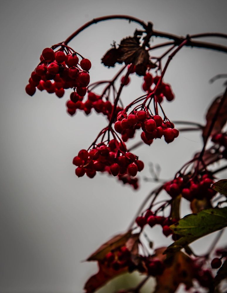 Photograph by Ольга Сафронова