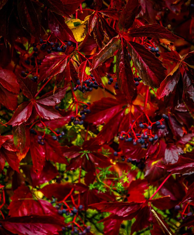 Photograph by Ольга Сафронова