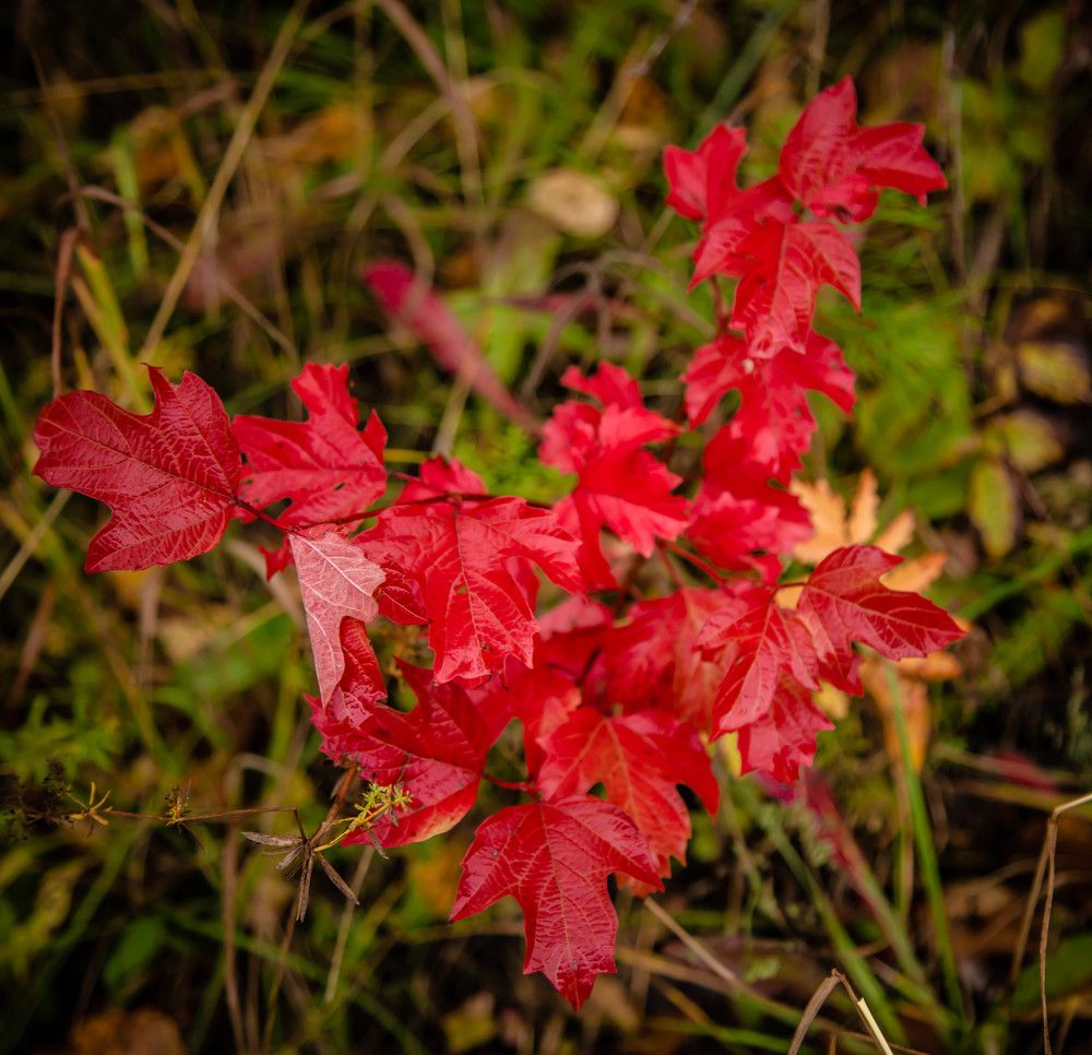 Photograph by Ольга Сафронова