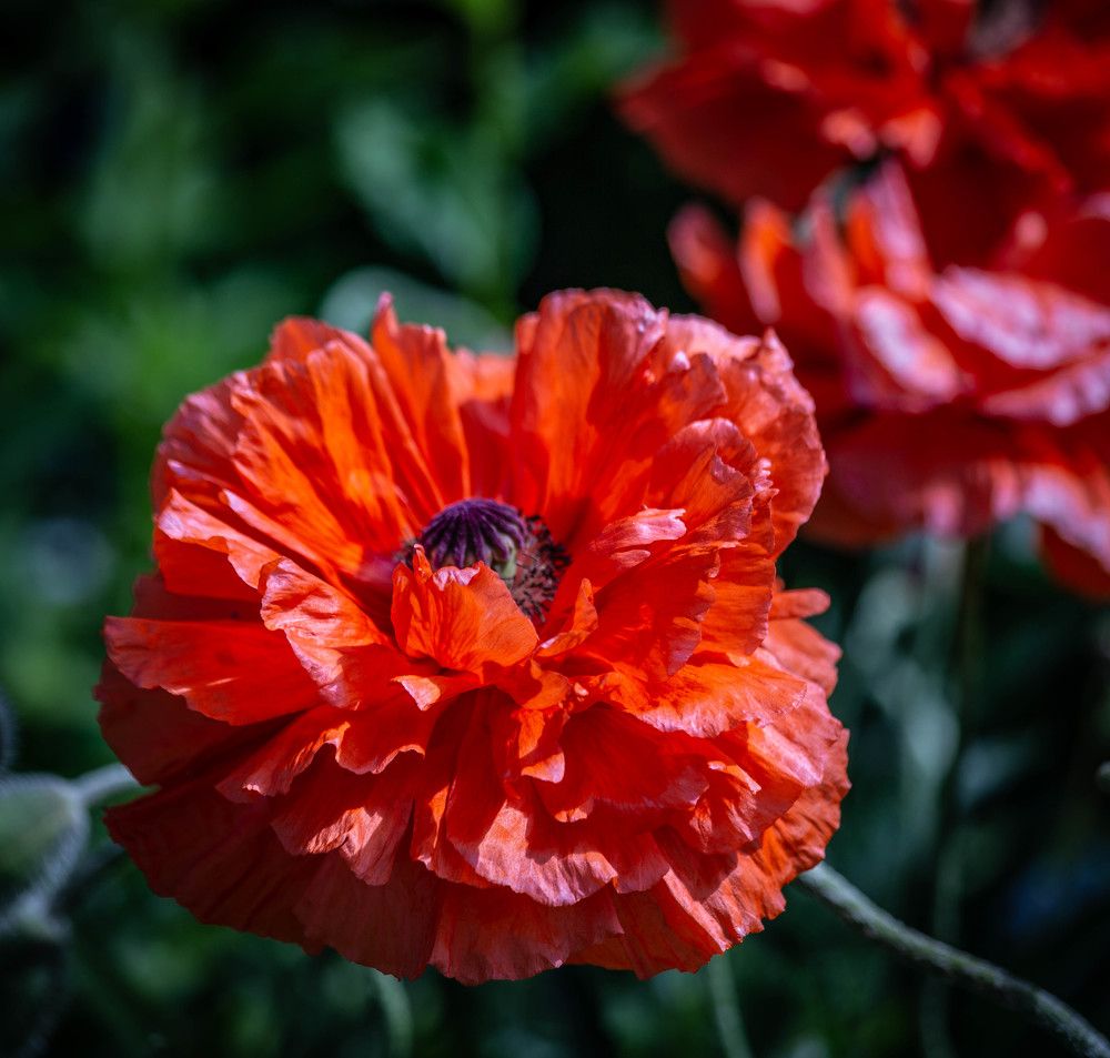 Photograph by Ольга Сафронова