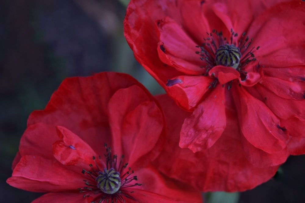 Photograph by Наталья Ткаченко