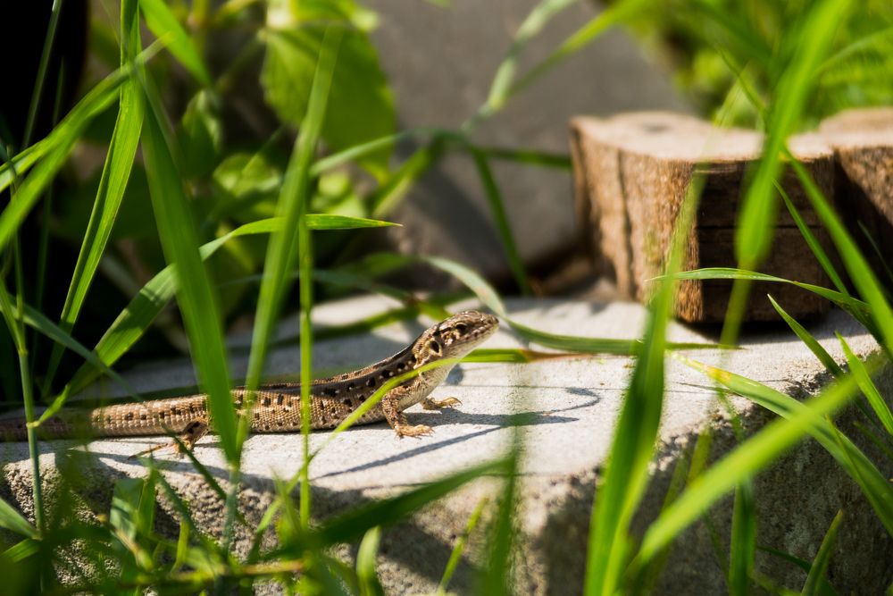 Ящерка на солнышке