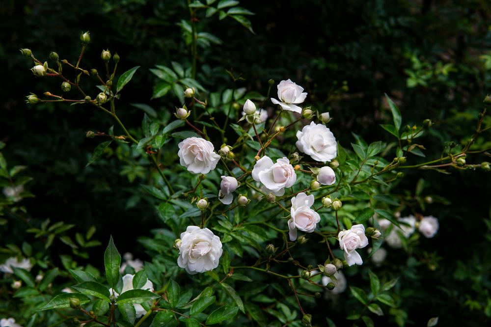 Фотография автора Вадим Коваленко