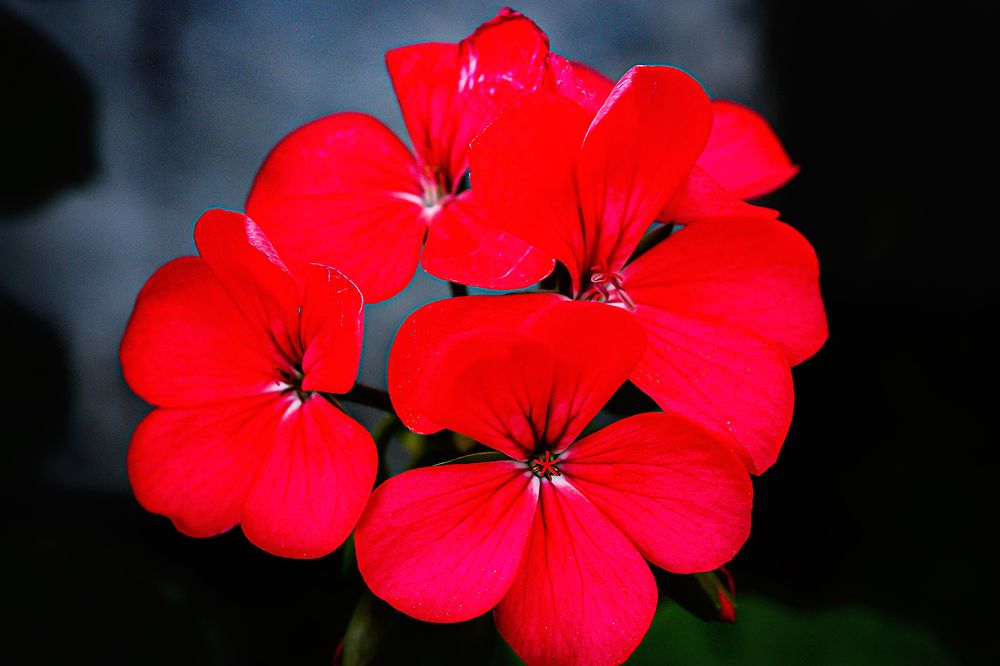 Photograph by tamaddon homayoun