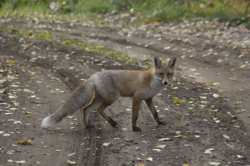 Photograph by Александр Новиков