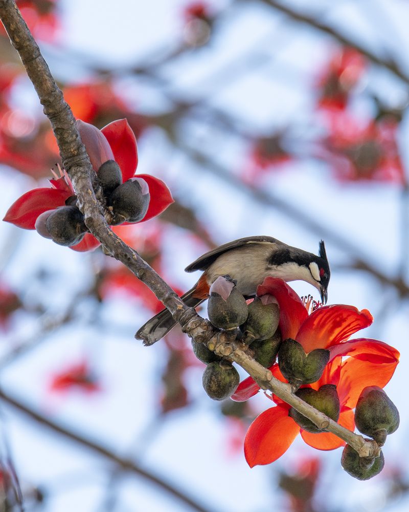 Red Whiskered Bulbul with Cotton Tree