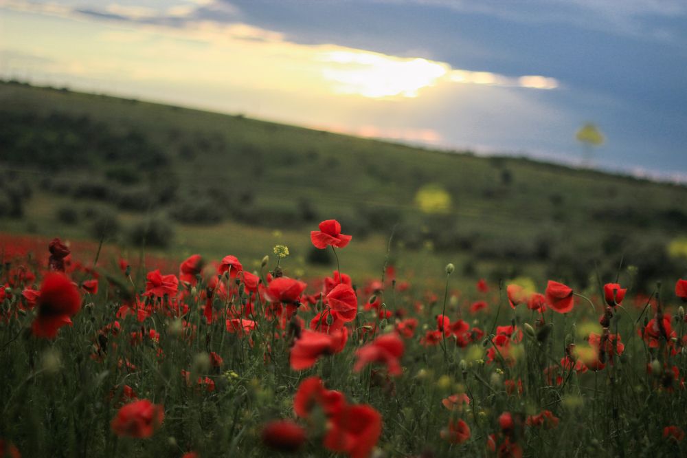Photograph by Юлия Щербань