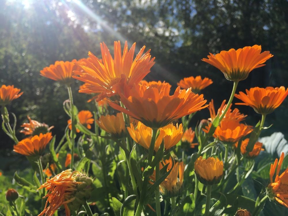 Мамины цветы