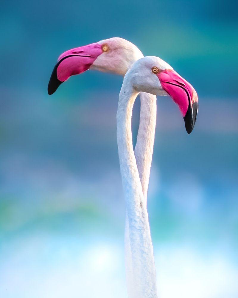 Greater flamingo duo