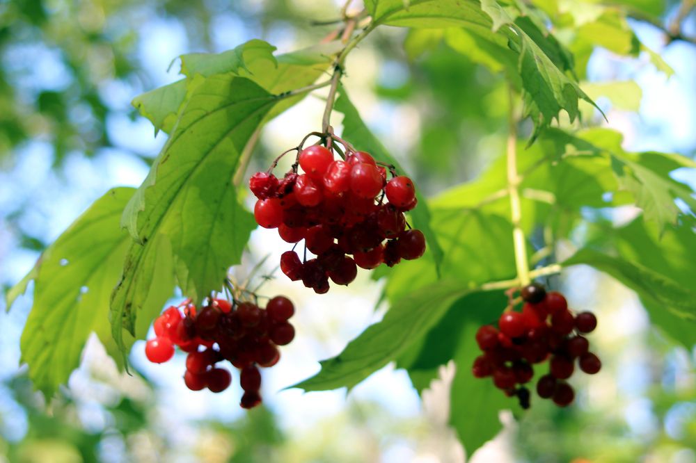 Photograph by Станислав Карнаухов