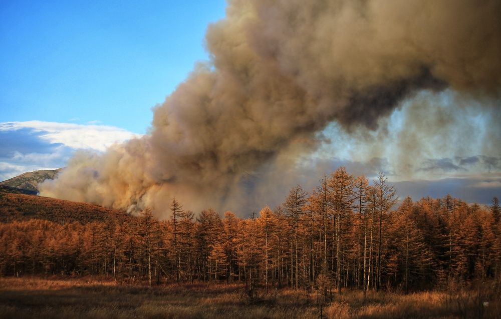 Лесной пожар