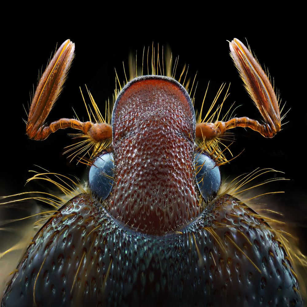 Photograph by Eduardo Modolo