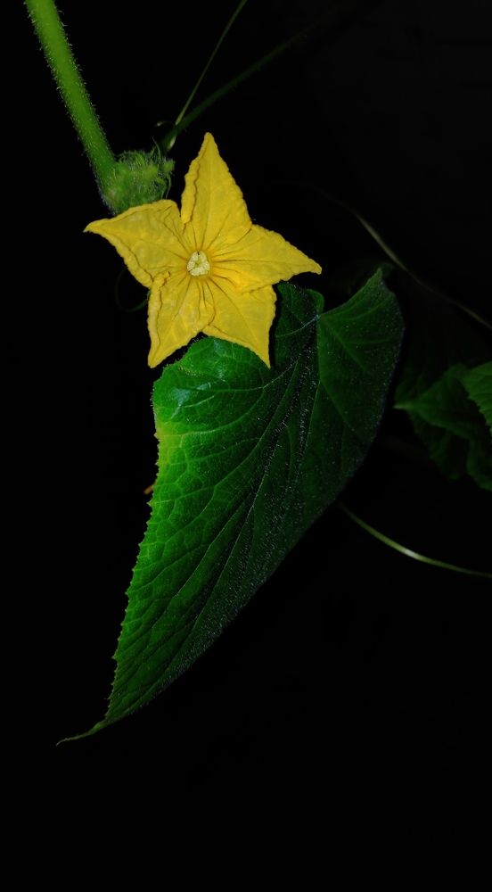 Photograph by Елена