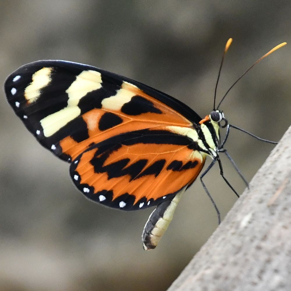 Photograph by Marzio Fattorini