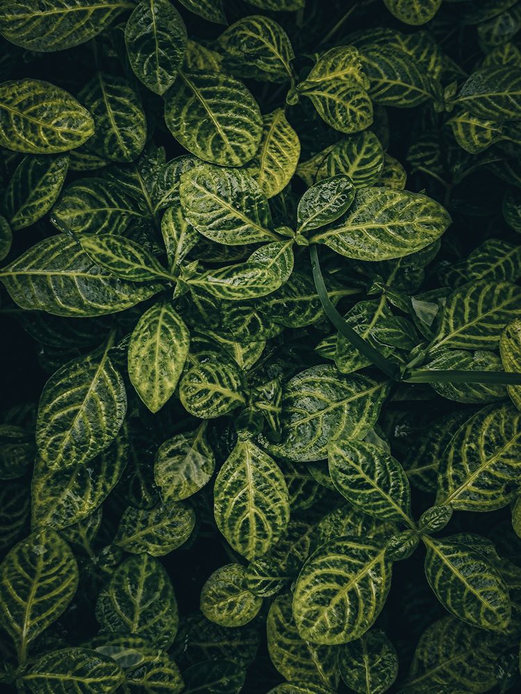 Photograph by Shaik Tajudin