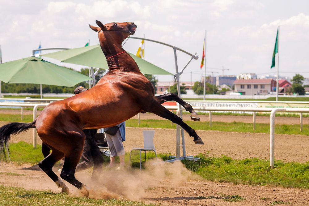 Photograph by Ольга Сельницына