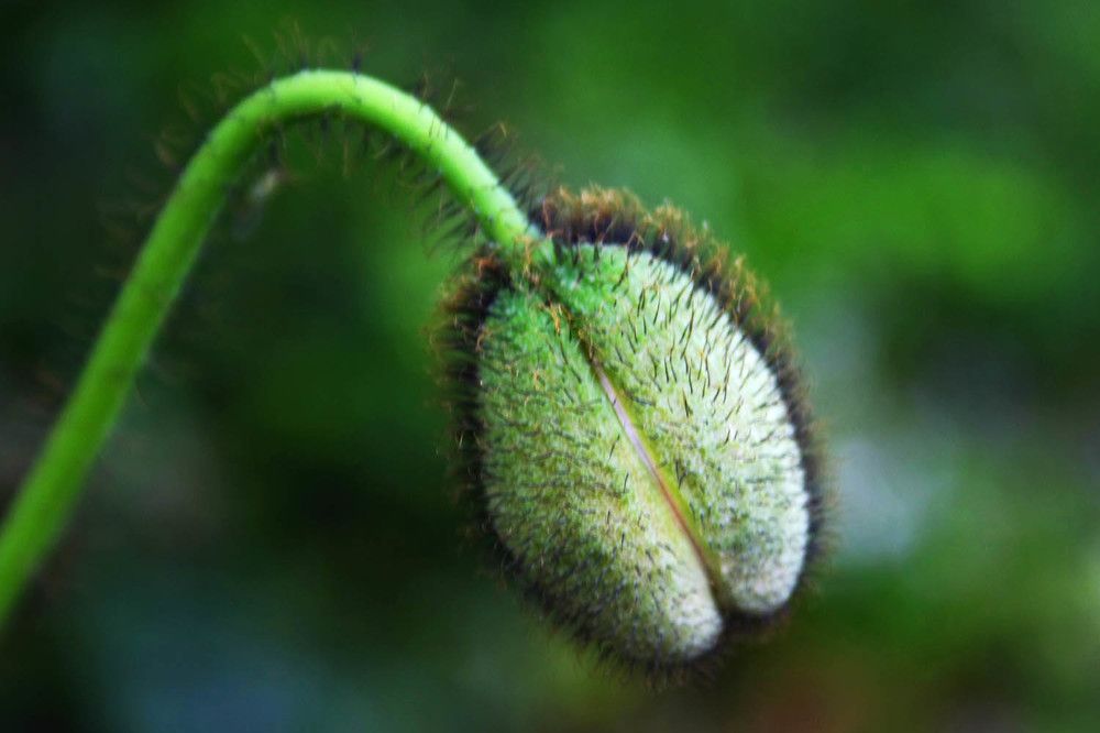 Photograph by mehdi karimi souderjani