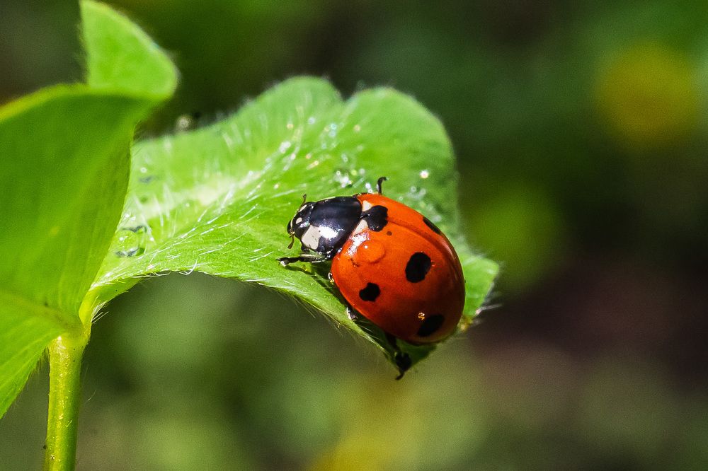 Фотография автора Николай Бологов