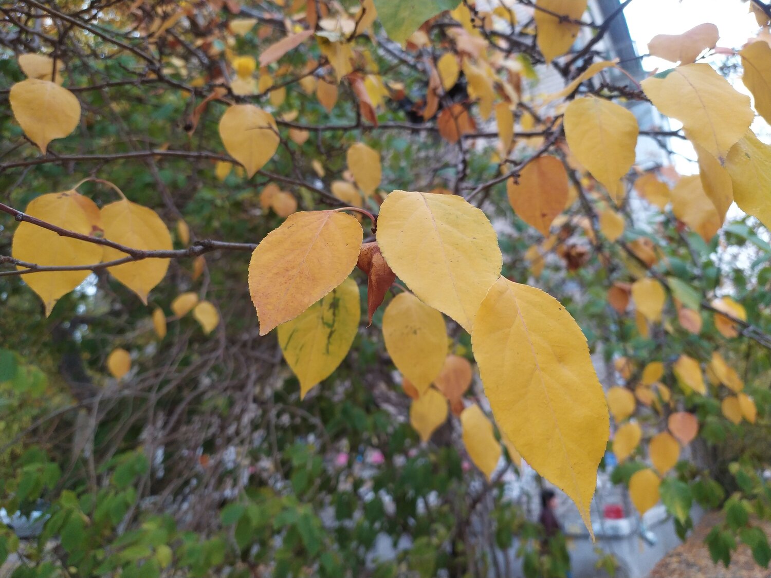 Photo #8115766