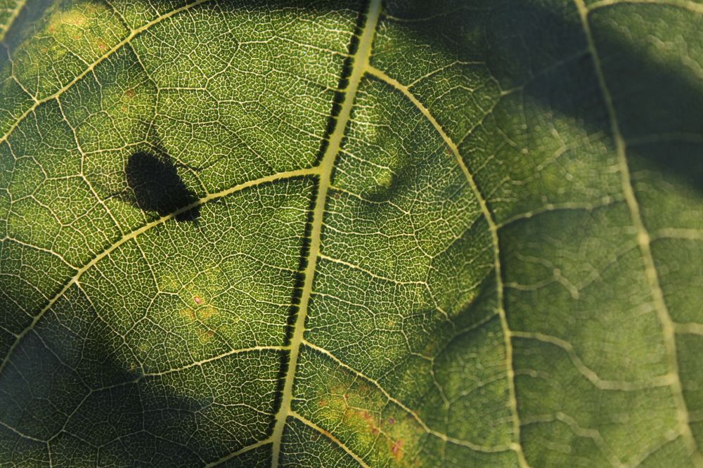 Photograph by Надежда Яковлева