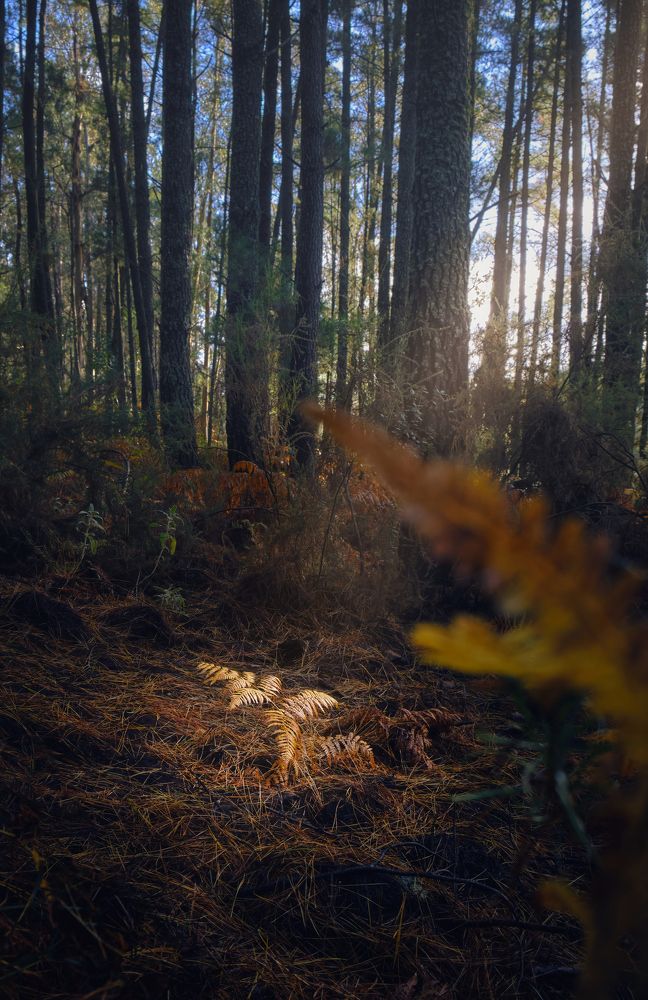 Photograph by Antonio Marquez Lanza