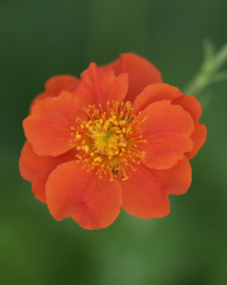 Photograph by Серегина Ирина