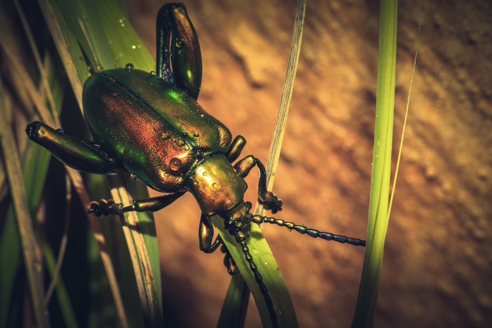 Фотография автора Manoj Kulkarni