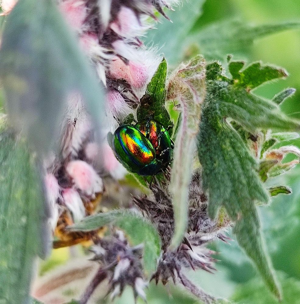 Радужные жуки