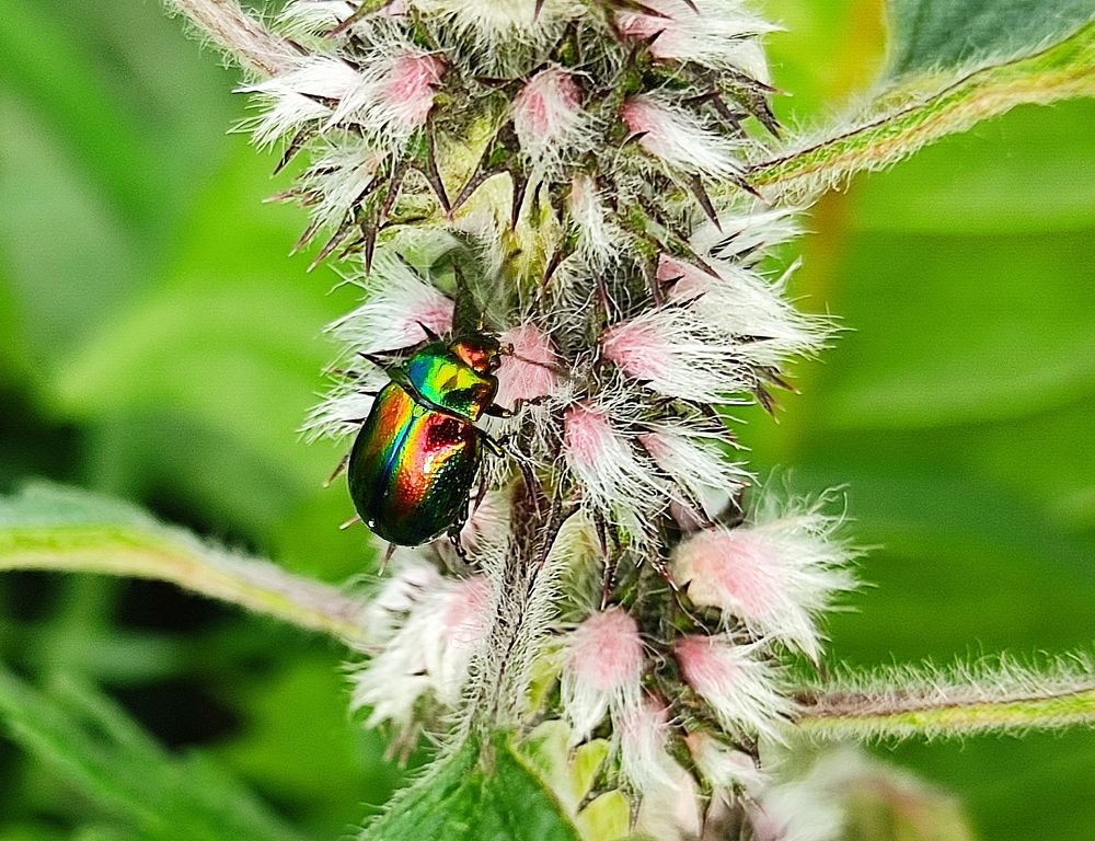 Радужный жук