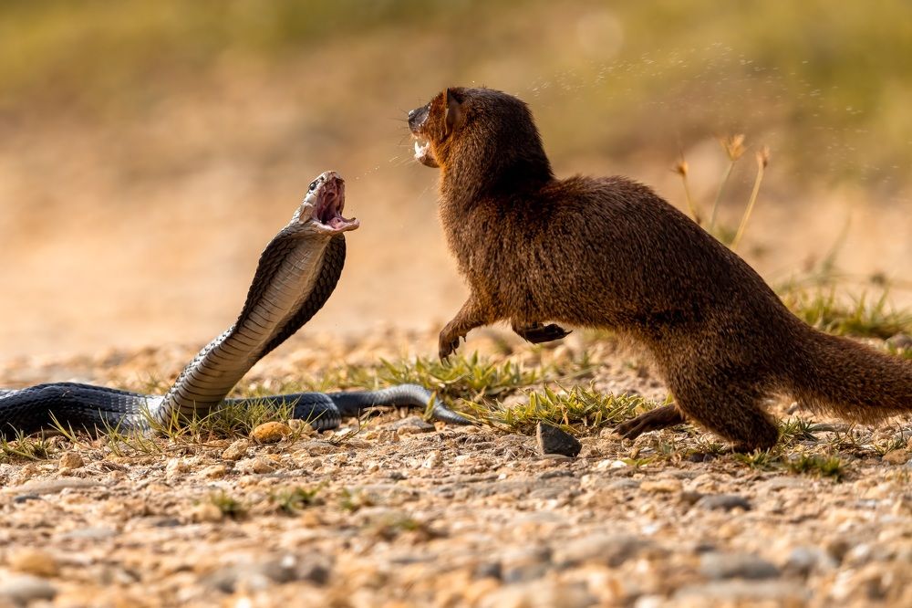 Photograph by TYSON MAJIN