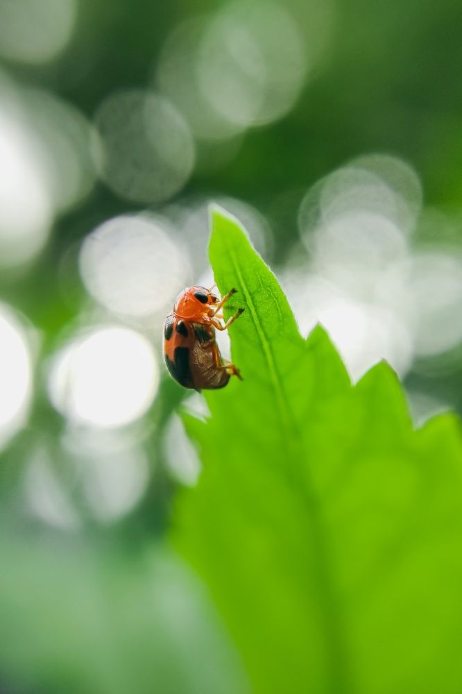 Фотография автора Devadeth Subhash