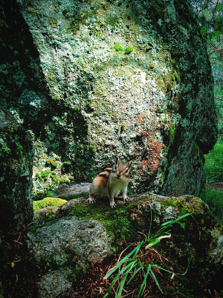 Photograph by Нина Мехнина