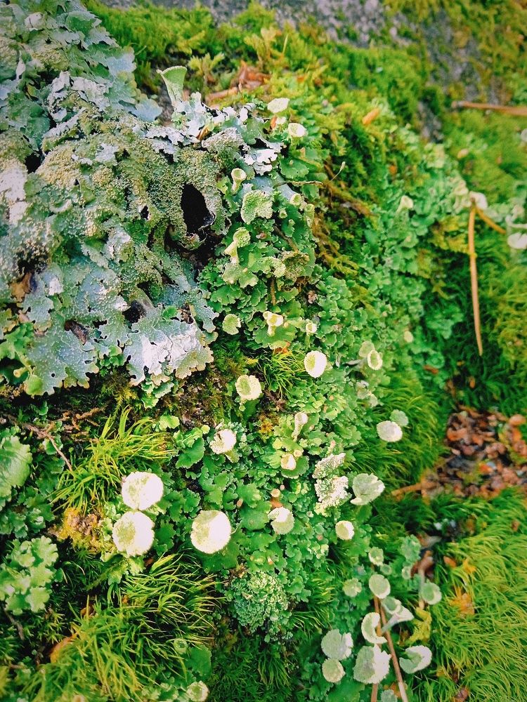 Photograph by Нина Мехнина