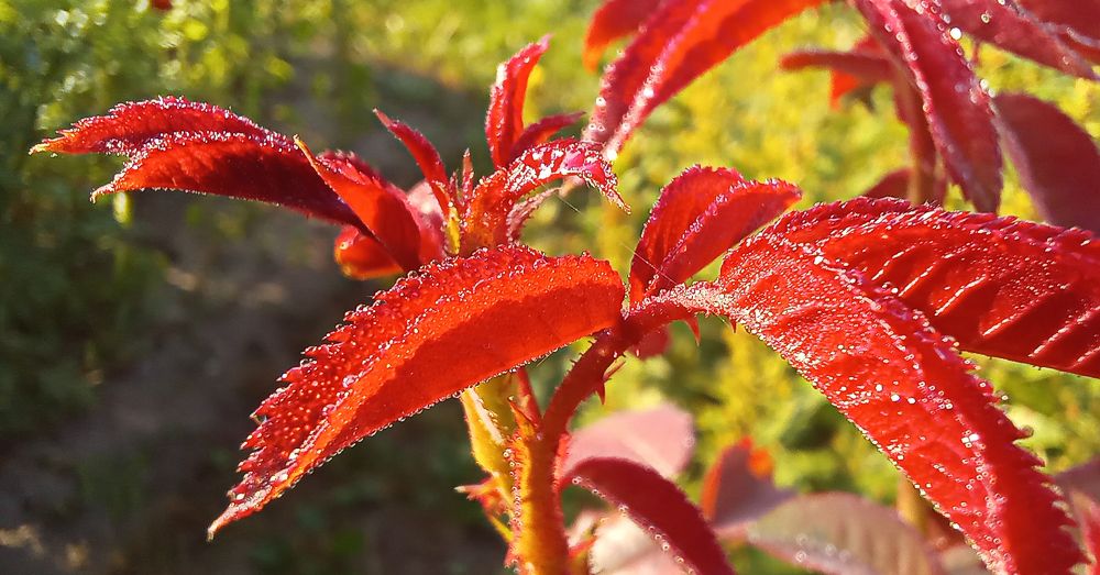 Photograph by Ирина Архипова