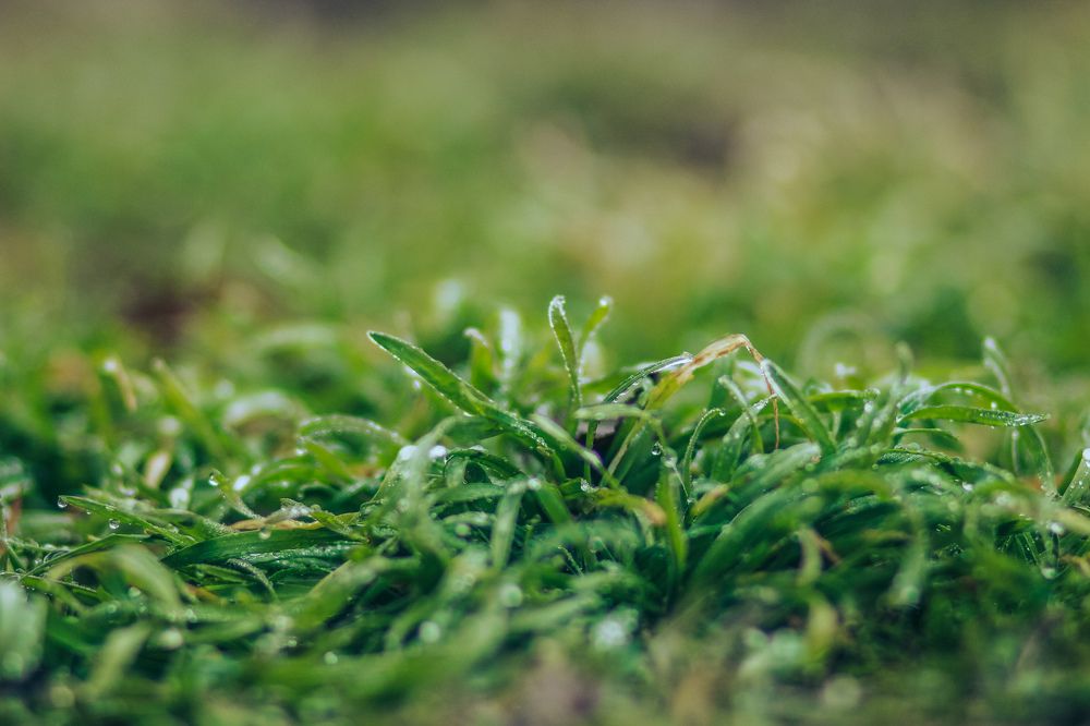 Photograph by Silvia Dubceac