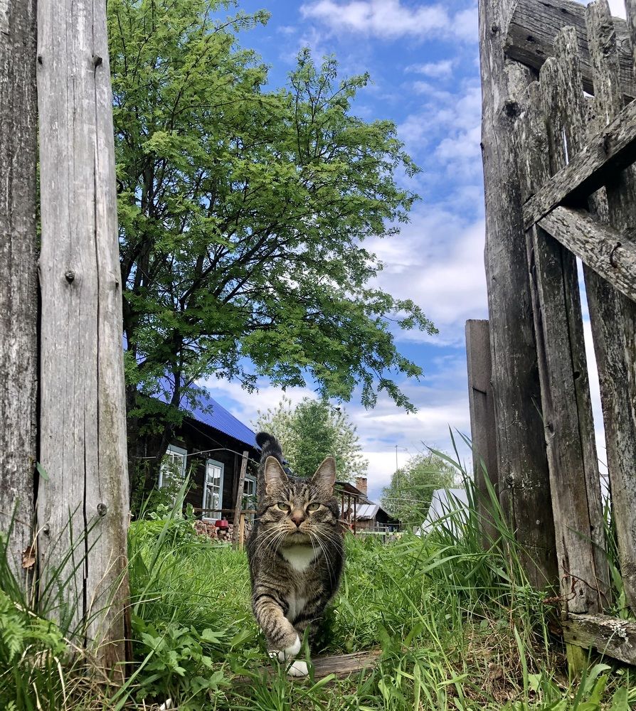 Серьёзный кот Василий