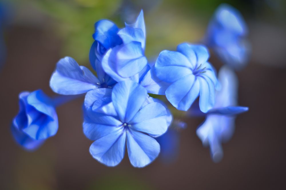 Photograph by Olga Mendosa