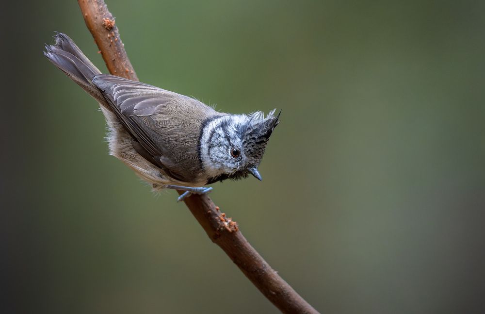 вверх тормашками