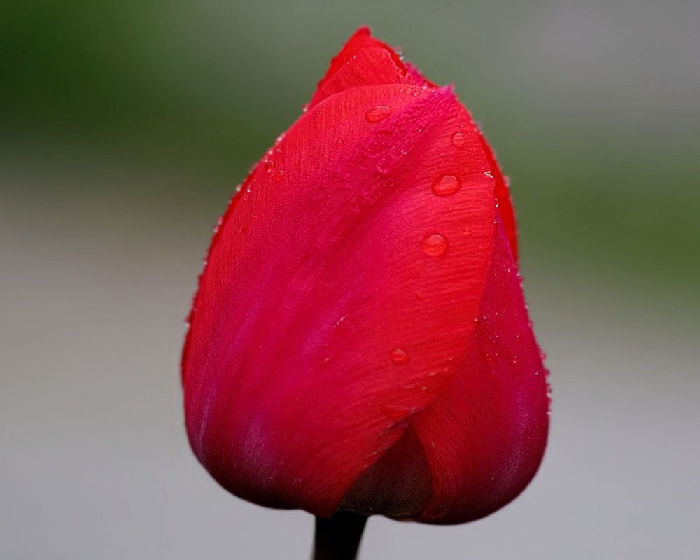 Photograph by Art Bisschop