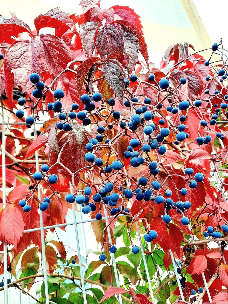 Photograph by Елена Симонова