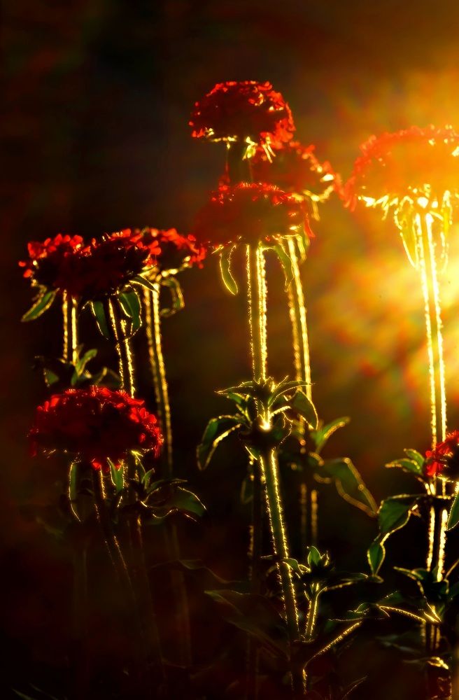 Photograph by Anna Solomina