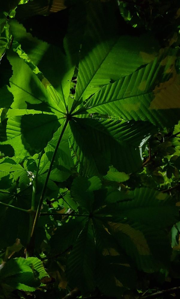 Каштановое настроение