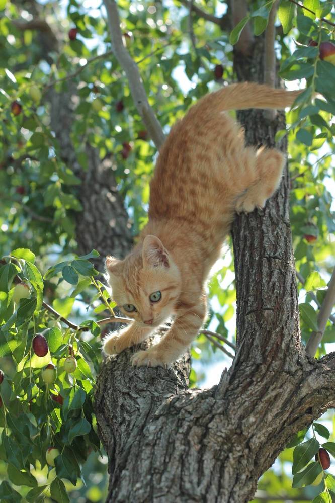 Котёнок Сеня