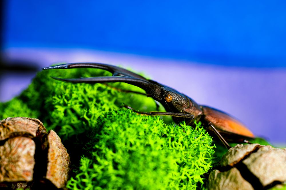 Photograph by Gevork Gukasyan