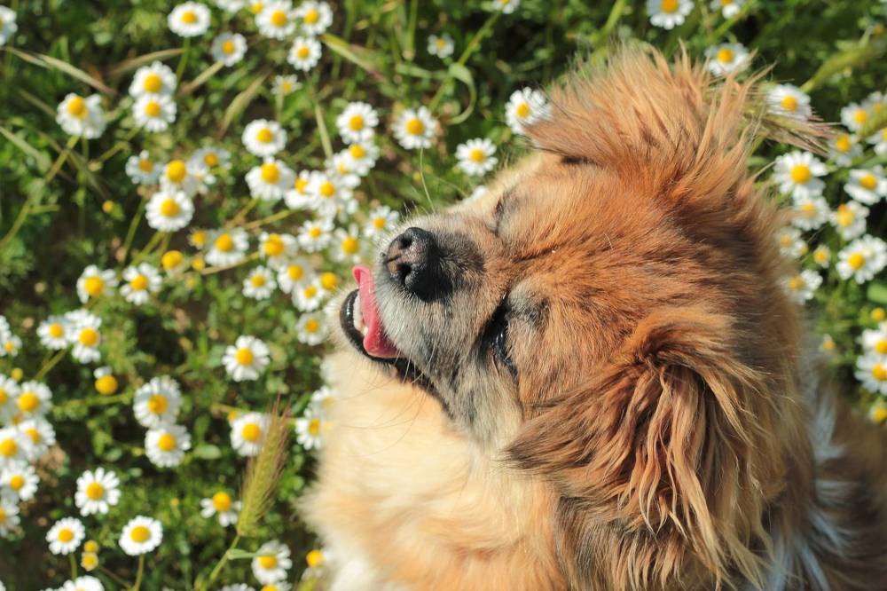 Кнопочка и ромашки