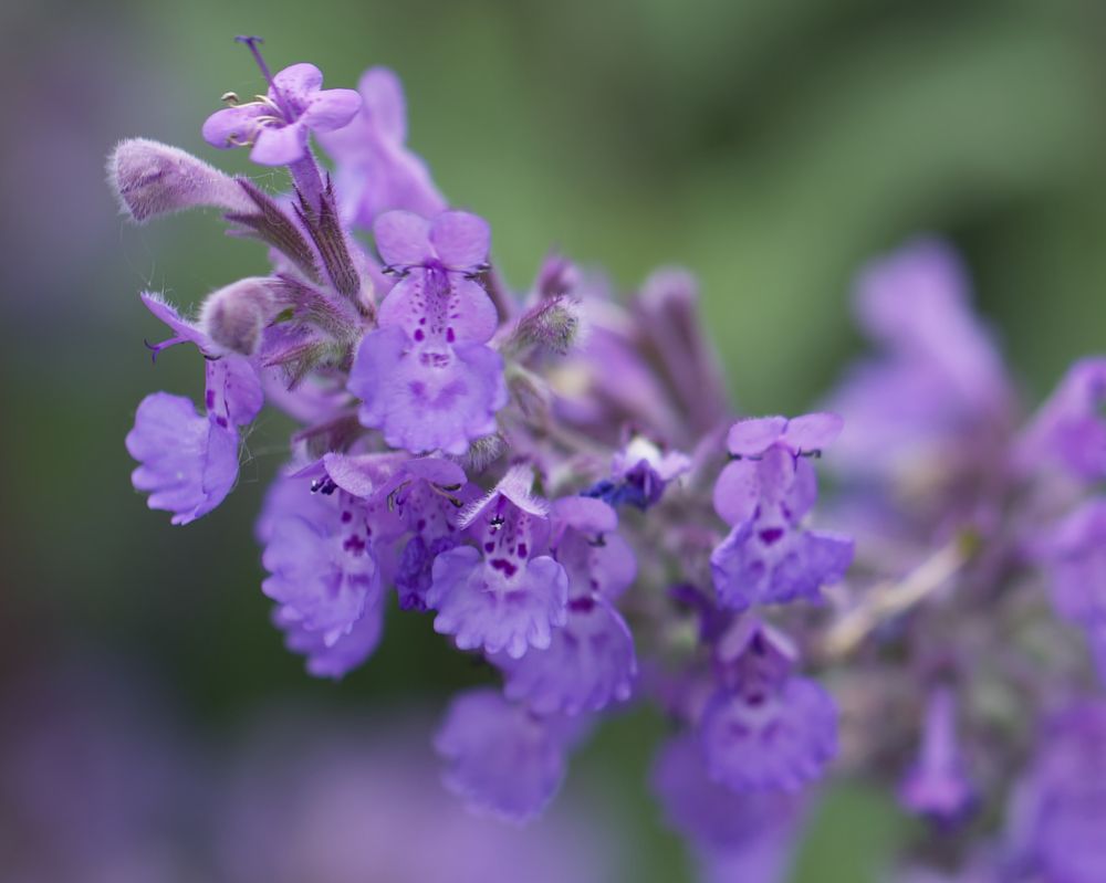 Photograph by Серегина Ирина